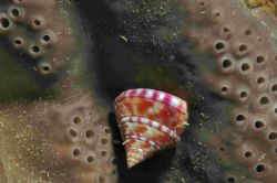 Topshell on an elephant ear sponge -Taken at Hands Deep o... by Malcolm Nimmo 